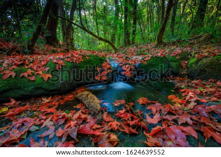 Colourful of maple leafs on the stream in autumn season,  Phu-Hin-Rong-kla National park, Phitsanulok province, Thailand.