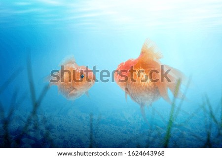 Underwater view with sunlight and goldfish in the water
