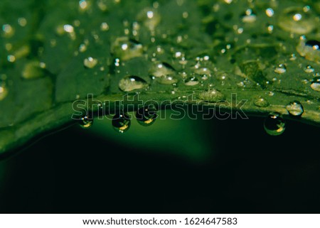 close up of leaf and water droplet