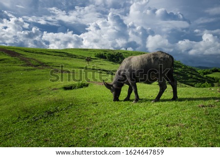 Buffalo Finding Meal at Grass fields
