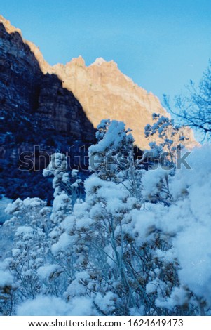  The picture shows the scenery at Zion National Park. The close up shrubbery and distanced mountains in the same frame create visual interest.
