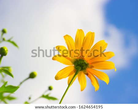 Tree Marigold (Maxican Sunflower) with blue sky background
