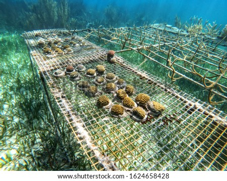 underwater coral nursery in Belize with brain coral 