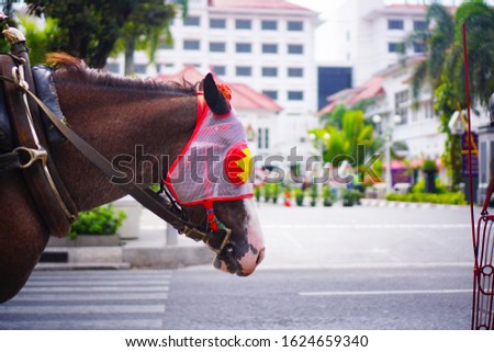 Horse with a Blinker. Horse for pulling passenger Cart. Horse Cart