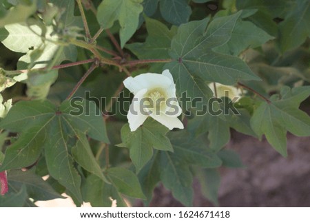 green cotton plant bushes with white flowers 7860
