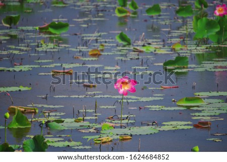 This unique picture shows a lily pond with lots of blooming flowers on the water