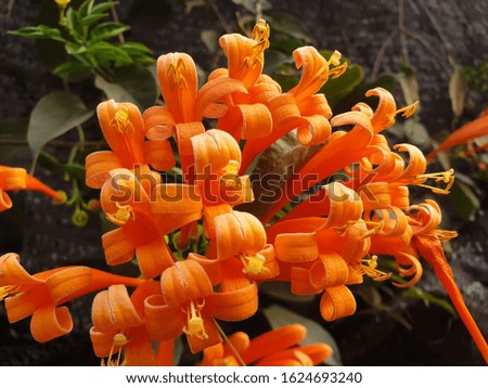 Picture of orange flowers and green leaves
