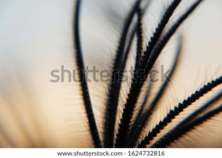 weed flower in blurred focus. silhouetted