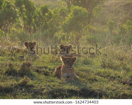 Animal kingdom and landscape in Tanzania and Kenya 