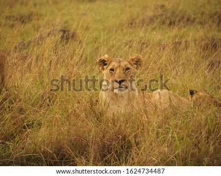 Animal kingdom and landscape in Tanzania and Kenya 