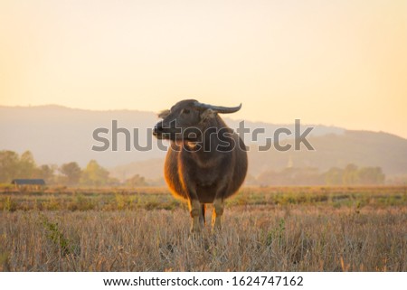 Buffalo herd in a countryside village at sunset, Chiang Rai,Thailand.