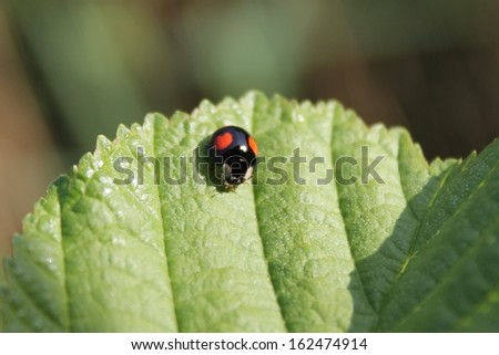 black ladybird harlequin on leaf stock, photo, photograph, image, picture, 
