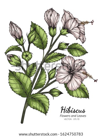 White hibiscus flower and leaf drawing illustration with line art  on white backgrounds