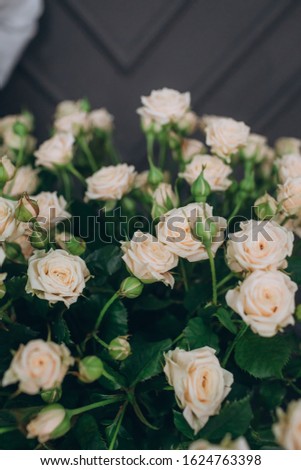 Bouquet of fragile tea roses, close up view