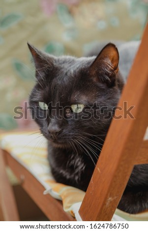Beautiful black cat with green eyes sits on a wooden chair close-up
