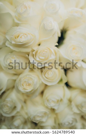 White roses, close-up detail view