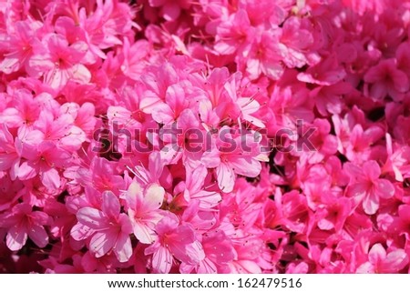 pink flower azalea rhododendron group bright cerise vivid pink flowers background crops pacific pink (Rho­dodendron schlippenbachii) azalea spider in centre stock photo, stock, photograph