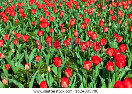 Red tulips flowers - nature background