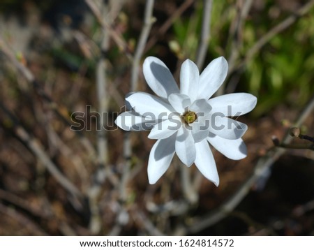 Star magnolia. White spring flowers.