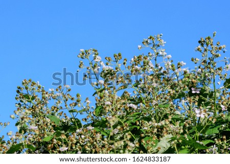 Many delicate small green fruits on large blackberry bush in direct sunlight towards clear blue sky, in a garden in a sunny summer day, beautiful outdoor floral background photographed with soft focus