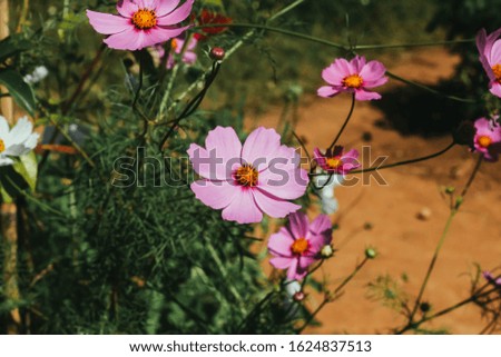 Pink cosmos flower in the garden