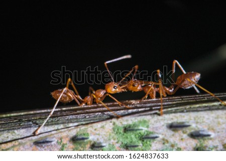 Fire ant is the common name for several species of ants in the genus Solenopsis.
