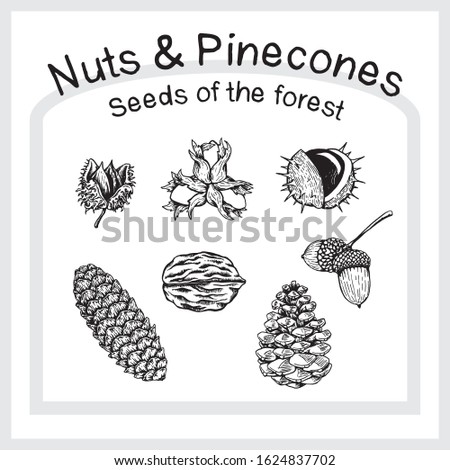 A collection of nuts and pinecone vectors. Drawn by hand and converted to vector.  Royalty-Free Stock Photo #1624837702