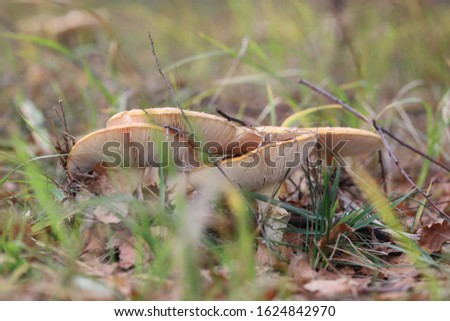 autumn mushrooms through the grass in the field