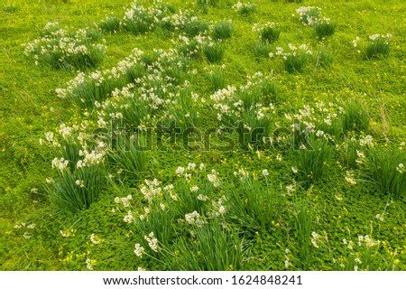 Green field of narcissus flowers. Nature landscape. Winter on Malta island