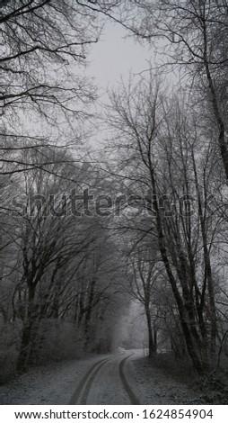 Winter forest, tree, snow, leafs, amazing white nature in winter