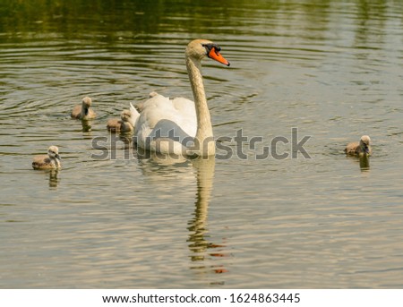 adult swan with few young chicks swimming on water, wild
