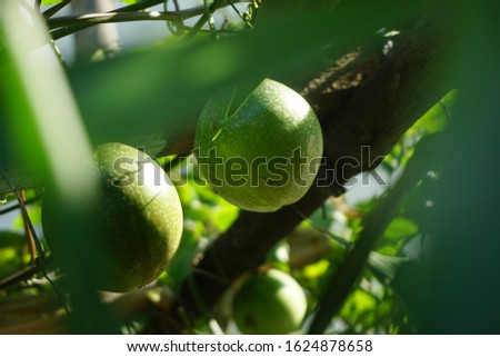 fruit garden - passion fruit plants that flourish are fruiting and dense green leaves.