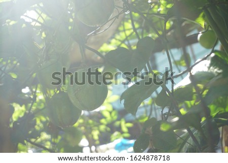 fruit garden - passion fruit plants that flourish are fruiting and dense green leaves.