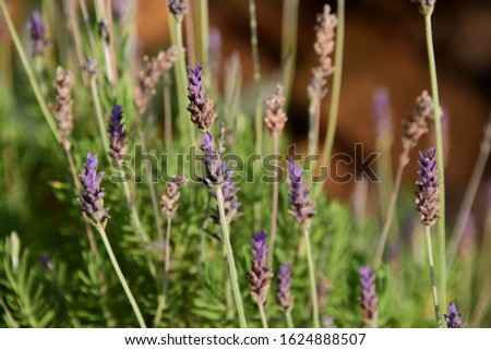 purple lavender flower in the province of Alicante, Costa Blanca, Spain