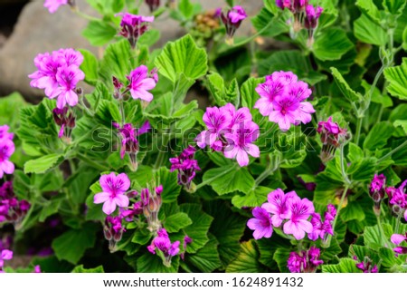 Group of vivid pink Pelargonium flowers (commonly known as geraniums, pelargoniums or storksbills) and fresh green leaves in a pot in a garden in a sunny spring day, multicolor natural texture

