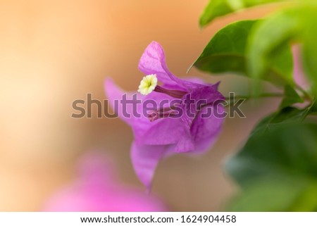 Close Up of blooming Bougainvillea bush, nature background, summer morning flowers.
