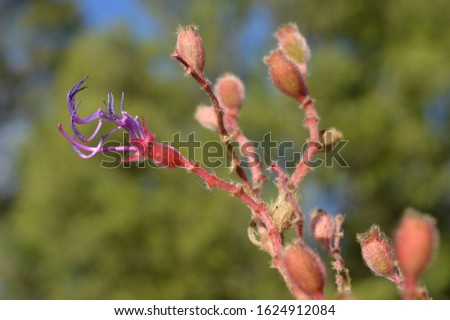 Kangaroo Poor Flower - Australian Flora