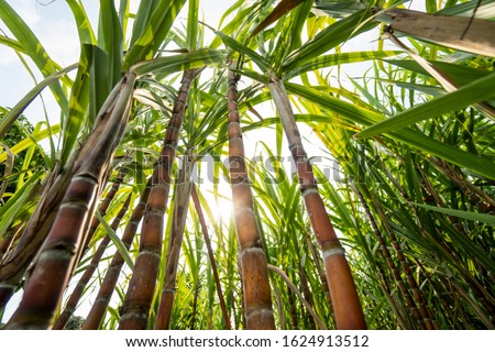 Sugarcane planted to produce sugar and food. Food industry. Sugar cane fields, culture tropical and planetary stake. Sugarcane plant sent from the farm to the factory to make sugar. Royalty-Free Stock Photo #1624913512