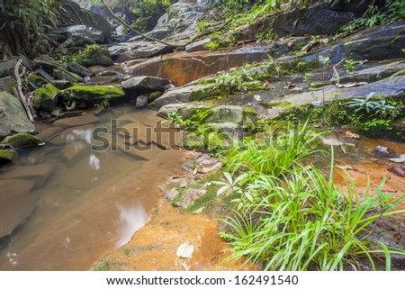 Brook  in the deep forest