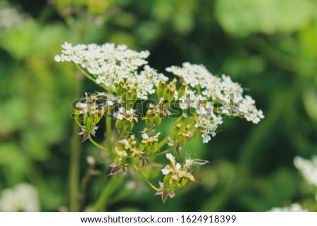 A selective focus shot of a branch of cow parsley flowers with a blurred green background