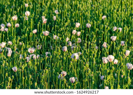 White Poppies Field on Farm Poppy with Green Leaves 