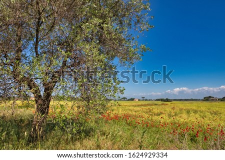 Olive poppies wildflowers in the Tuscan countryside Castagneto Carducci Italy