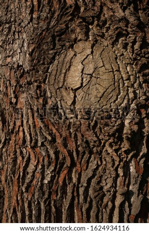 A close-up of the bark of an Oak tree