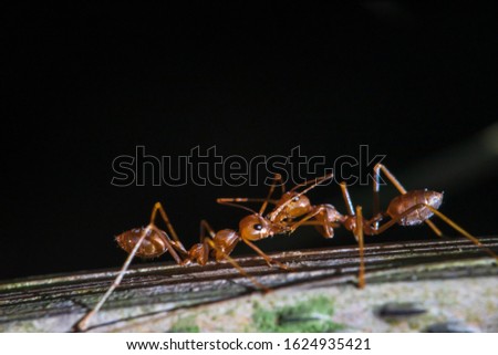 Fire ant is the common name for several species of ants in the genus Solenopsis.