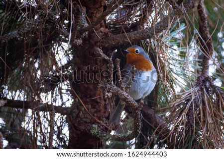 European Robin sitting on the branch of conifer tree. Wild songbird in natural habitats