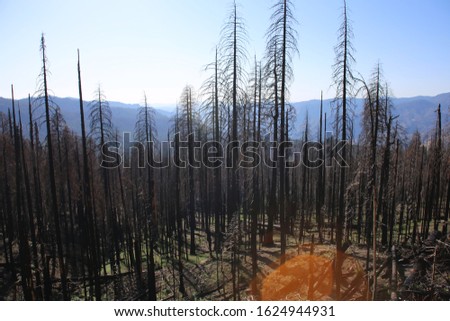 View of Mountain behind the trees at Yosemite National Park, California