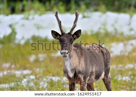 A male woodland caribou standing in a snow covered spruce forest