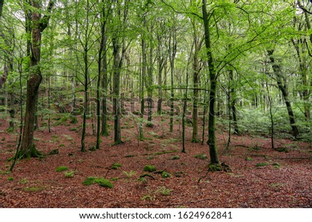 Beautiful green beech forest in Skåne in southern Sweden. With lush green trees and the forest floor filled with orange and red colored leaves Royalty-Free Stock Photo #1624962841