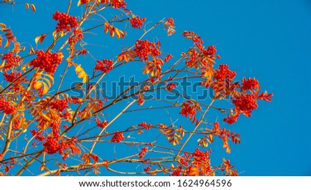 Photo of the autumn landscape. Bunches of red mountain ash on the background of bright beautiful autumn leaves.