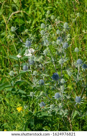A wildflower (or wild flower) is a flower that grows in the wild, meaning it was not intentionally seeded or planted.